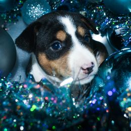 Samantha - Basenji puppy from Triforce Basenjis