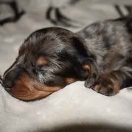 Kona - Black and tan female Dachshund puppy in Karnes County, Texas from Lazzy Z Dachshunds