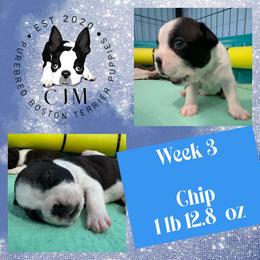 Chip - Black and white male Boston Terrier puppy in Jupiter, Florida from CJM Boston and Boxer Puppies