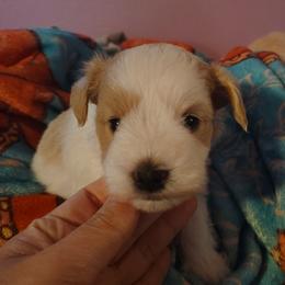 Ziggy - Parti male Miniature Schnauzer puppy in Florida from Central Florida Schnauzers