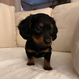 Dachshund Puppies from Cromwell Cogsworth Dachshunds of South West Michigan