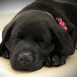 Labrador Retriever Puppies from Lorlyn Labradors