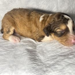 Girl 1 - Red female Aussiedoodle puppy in Alabama from SBA Aussies