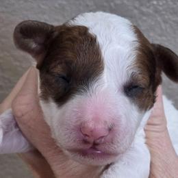 Peaches - Tri-color female Cavapoo puppy in Vernon, Texas from Sugarland's Texas Goldendoodles
