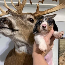 Comet AKC - Dapple male Dachshund puppy in Erie, Michigan from Champagne’s Grinch Toe’d Dachshunds
