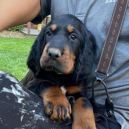 Girl 4 - Black and tan female Gordon Setter puppy in Gordonville, Pennsylvania from Blue Ribbon Setters