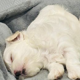 Maltese Puppies from Cheery Pups