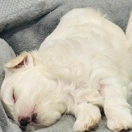 Maltese Puppies from Cheery Pups