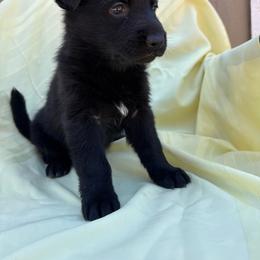 Solid black female - Black female German Shepherd puppy in Jennings, Kansas from Lost Creek German Shepherds LLC