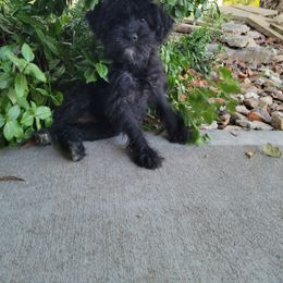Schnoodle Puppies from RR Schnoodles