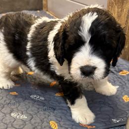Micah - Brindle and white male Saint Berdoodle puppy in San Antonio, Texas from Mammoth Doodles