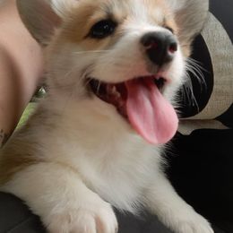 Pembroke Welsh Corgi Puppies from Iron Moss Ranch