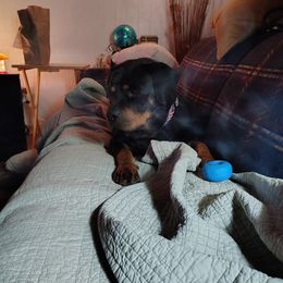 Bella - Rottweiler