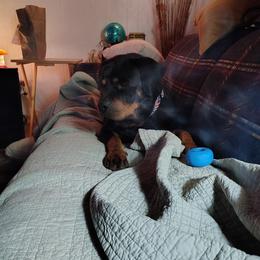 Bella - Rottweiler
