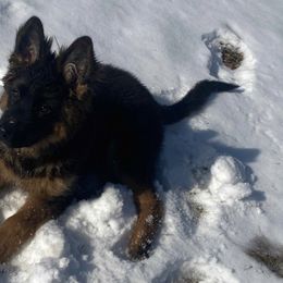 German Shepherds from Darron Moore's German Shepherd