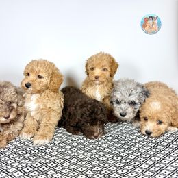 Aussiedoodle, Bernedoodle, Double Doodle, and Goldendoodle Puppies from Dandy Doodle Ranch