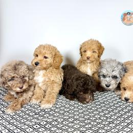 Aussiedoodle, Bernedoodle, Double Doodle, and Goldendoodle Puppies from Dandy Doodle Ranch