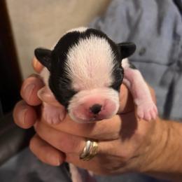 Minnie - Black and white female Boston Terrier puppy in Covington, Georgia from Tuxedo Bostons of Atlanta
