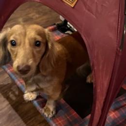 Kizzy - Dachshund