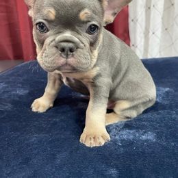 Boy 1 - French Bulldog puppy in Florida from frenchie4family_