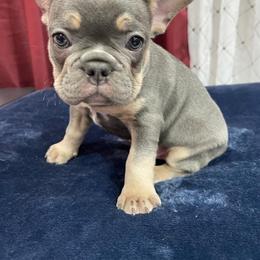 Boy 1 - French Bulldog puppy in Florida from frenchie4family_