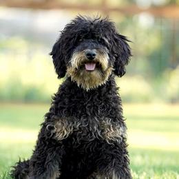 Sky - Aussiedoodle