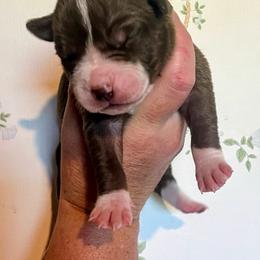 Girl 2 - female Alapaha Blue Blood Bulldog puppy in Grafton, Ohio from Eclipse Alapaha Kennels