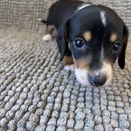 Beauty - Black and tan female Dachshund puppy in Norman, Oklahoma from Mother of Dachshunds