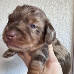 Remmy - Dapple male Dachshund puppy in Bentonville, Arkansas from T & D Dachshunds by design