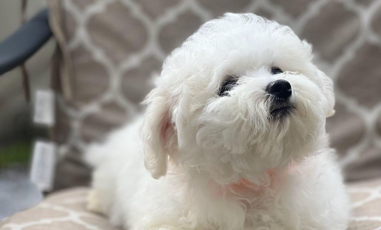 Bichon puppy with a light pink collar