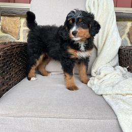 Bruno - Tri-color male Bernedoodle puppy in Holtwood, Pennsylvania from Country Ridge Puppies