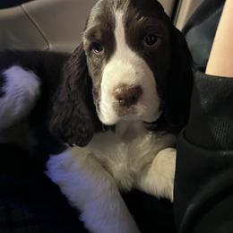English Springer Spaniel Puppies from Timberwood English Springer Spaniels