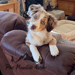 Australian Shepherd Puppies from Pine Mountain Aussies