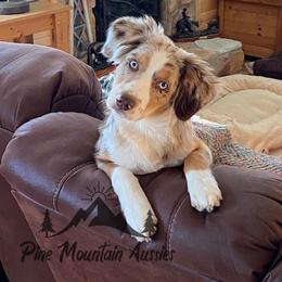 Australian Shepherd Puppies from Pine Mountain Aussies