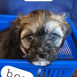 Boy 1 - Black and tan brindle male Havanese puppy in Manchester, Texas from Mimi's Havanese