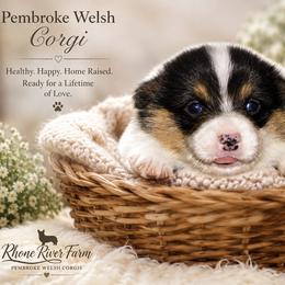 Polly - Black and tan female Pembroke Welsh Corgi puppy in Purcellville, Virginia from Rhone River Farm Pembroke Welsh Corgis