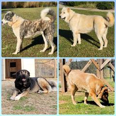 Armenian Gampr Puppies from Muddy Acres Farm