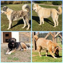 Armenian Gampr Puppies from Muddy Acres Farm