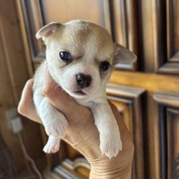 Dark blue - Sable spotted white male Chihuahua puppy in Isanti, Minnesota from Happy Little Chihuahuas