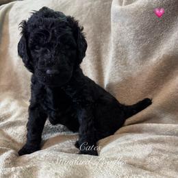 Peony (lt Pink Collar Girl) - Black female Poodle puppy in Breckenridge, Texas from Cates Standard Poodles