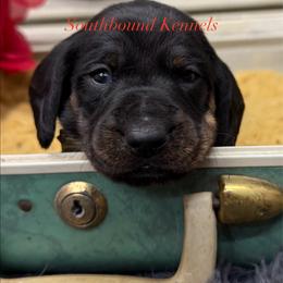 Red - Black and tan female Dachshund puppy in Leoma, Tennessee from Southbound Kennel