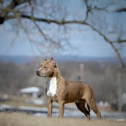 Kodak - American Staffordshire Terrier
