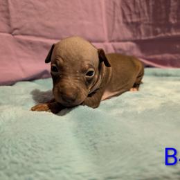 Flux - Chocolate male American Hairless Terrier puppy in Phoenix, Arizona from Bare Valley
