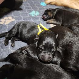 Licorice - Black male German Shepherd puppy in Fort Jennings, Ohio from Von Holtzapple German shepherds