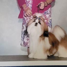 Shih Tzus from Dee-Jay's Shihtzu