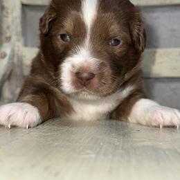 Cinnamon - Red tri-color female Miniature American Shepherd puppy in Minden, Louisiana from Ironwood Creek