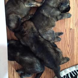 German Shepherd Puppies from EshelmanSchwitz German Shepherd Dogs