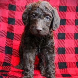 Ziti - Chocolate female Labradoodle puppy in Lanexa, Virginia from Lees Reach Farm