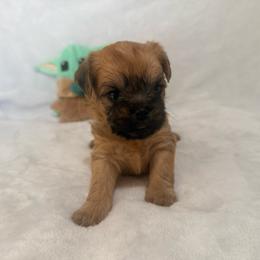 Mandolorian runt - Red male Brussels Griffon puppy in Seneca, Missouri from Stephanie’s Puppy Colony