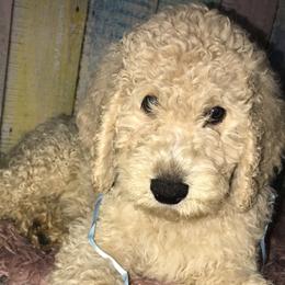Goldendoodle Puppies from Zeusthemoosedoodles